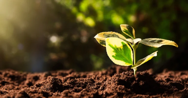 Día Internacional de la Conservación